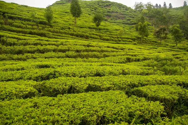 Tea Leaf High Quality Tea Tips and Leaf in Farmer Hand in Nepal