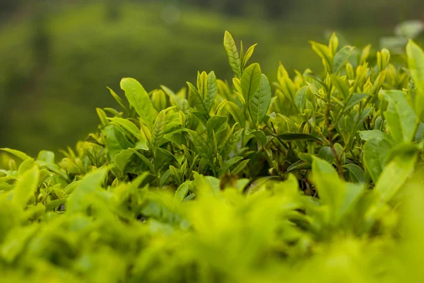 Чайный Лист Высококачественный Чай Советы Листья Руке Фермера Непале — стоковое фото