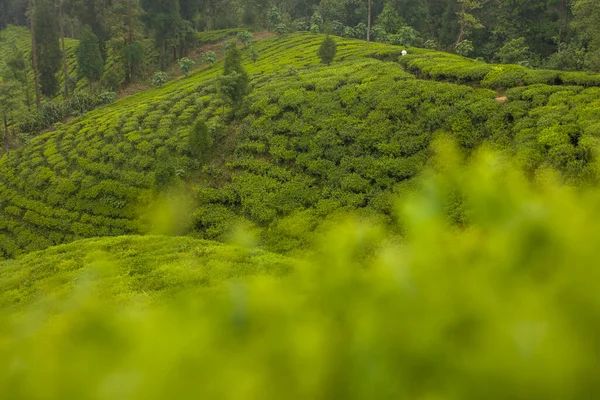 Tea Leaf High Quality Tea Tips and Leaf in Farmer Hand in Nepal