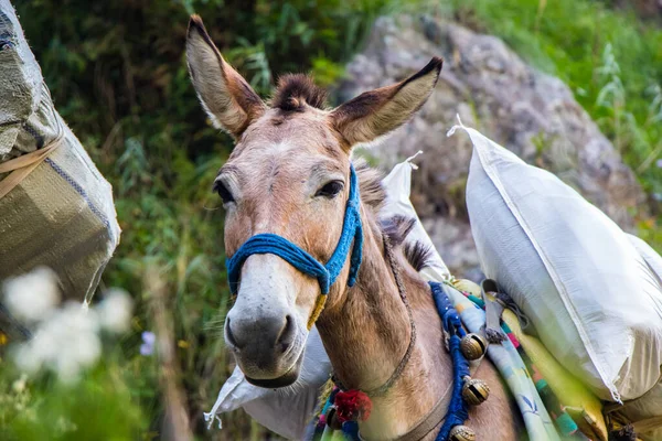 Nepal 'deki Himalaya dağ köylerinde ağırlık ve temel şeyleri taşıyan eşek.