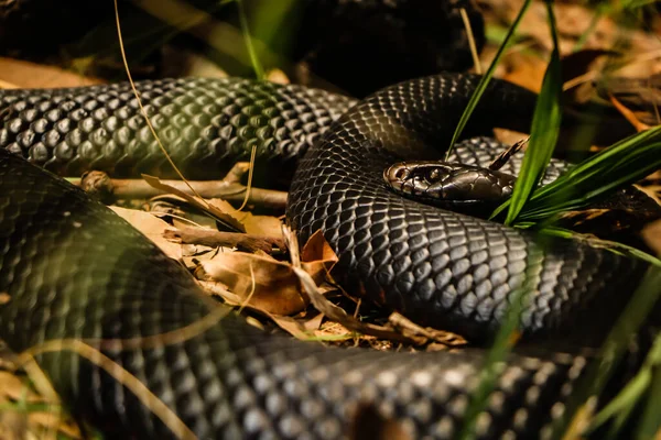 Venom Snake Cobra Australian Wildlife Στο Ζωολογικό Κήπο Του Σίδνεϊ — Φωτογραφία Αρχείου