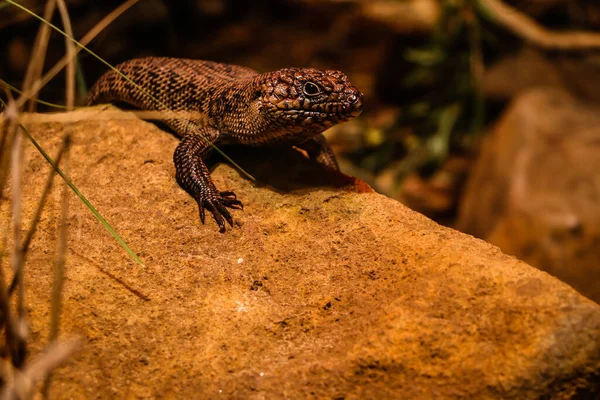 Ödla Reptil Australiska Vilda Djur Sydney Zoo — Stockfoto