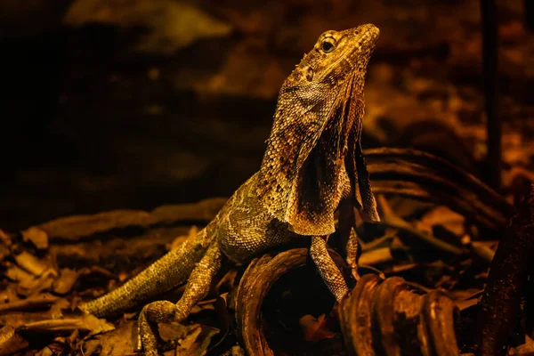 Lizard Reptile Australian Wildlife at Sydney Zoo
