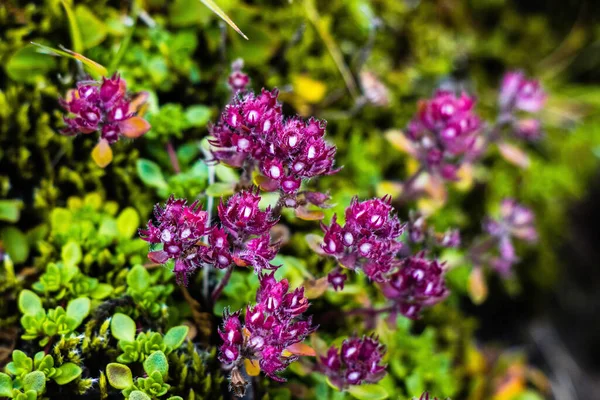 Közeli Kép Gyönyörű Virágzó Virágok Izlandi Növény Skogafoss Vízesések — Stock Fotó