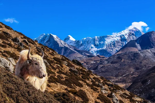 stock image Yak Himalayan Cow carrying essential goods in the Everest Base Camp with Ama Dablam Mountain dengboche in the background.