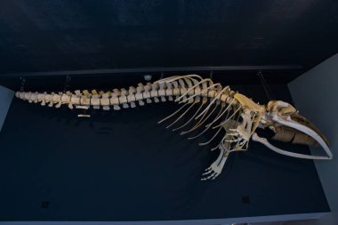 İzlanda 'dan Minke Balina İskeleti