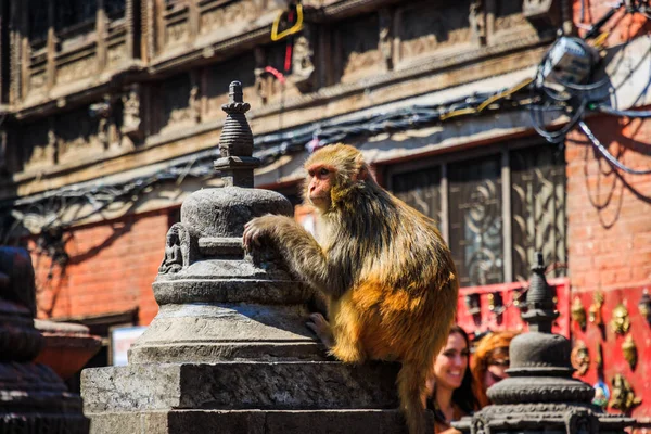 Unesco World Heritage Site Swayambhunath Monkey Temple Buddhists Hindus Kathmandu — Stockfoto