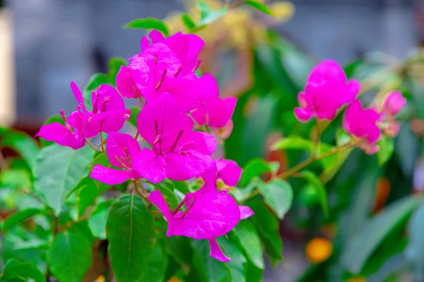 Bougainvillea Flor Rosa Branca Jardim Nepali Flora — Fotografia de Stock