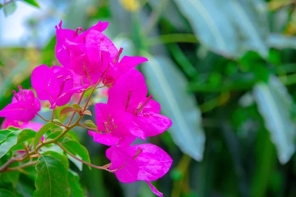 Bougainvillea Rózsaszín Fehér Virág Egy Kertben Nepáli Flora — Stock Fotó