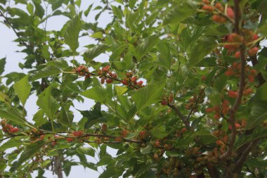 Khotang, Nepal 'deki bir ağaçta olgunlaşmış kırmızı dut