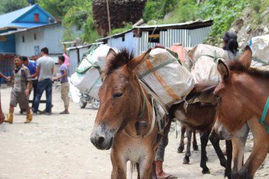 Taplejung, Nepal - 2 Haziran 2018: Eşek ve Katır Himalayalarda Ağır Ağırlığı Taşır