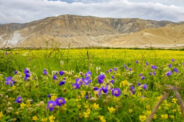 Mor Çiçekli Hardal Tarlaları ve Lho Manthang 'daki Çöl Dağları, Mustang 