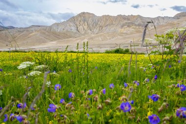 Mor Çiçekli Hardal Tarlaları ve Lho Manthang 'daki Çöl Dağları, Mustang 