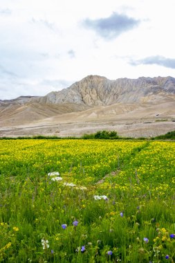 Lho Manthang, Mustang, Nepal 'de Çöl Dağları Üzerinde Sarı Hardal Tarlaları