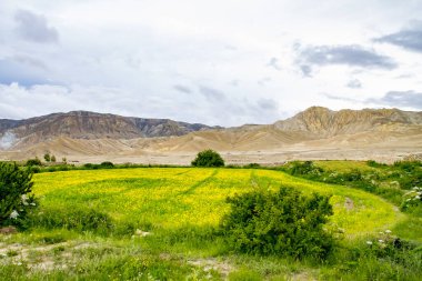 Lho Manthang, Mustang, Nepal 'de Çöl Dağları Üzerinde Sarı Hardal Tarlaları