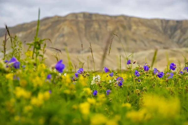 Mor Çiçekli Hardal Tarlaları ve Lho Manthang 'daki Çöl Dağları, Mustang 