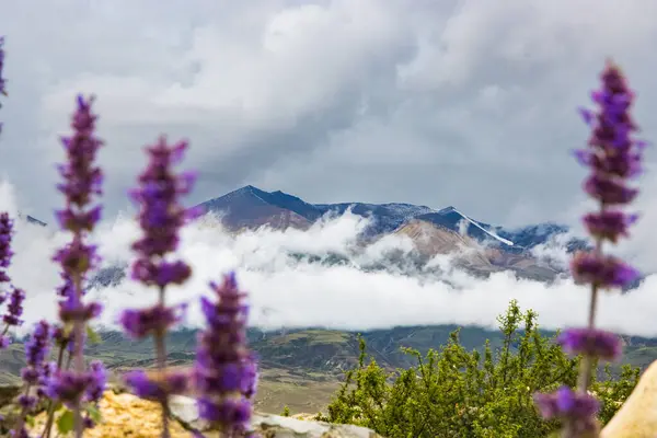 Dark Moody Cloudy Mountains with Purple Wild Flowers and Snow in the HImalaya of Upper Mustang Nepal
