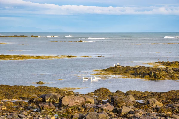 美丽的天鹅 鸟儿和海豹在遥远的冰岛大西洋中出现 — 图库照片