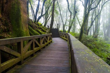 Tayvan 'daki Yeşil Orman ile çevrili Alishan Ulusal Ormanı içinde Paved Tahta Yürüyüş Alanı