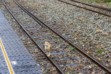 Tayvan 'daki Alishan Ulusal Parkı' nın Tren Yollarındaki Beyaz ve Sarı Güzel Kedi