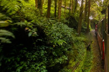 Chiayi, Tayvan 'daki Alishan Ulusal Ormanı' nın yeşil ormanından geçen klasik kırmızı tren.