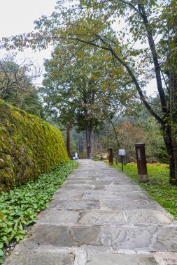 Alishan, Tayvan - 08 Ekim 2023: Tayvan 'daki Alishan Ulusal Ormanı' nın Doğal Yürüyüş Alanı 