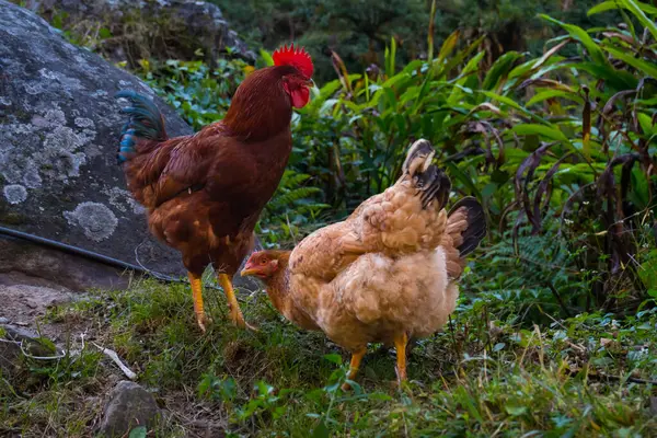 Himalaya 'nın Nepal Köyü' ndeki Organik Çiftlikte Yerli Serbest Tavuklar Dolaşıyor