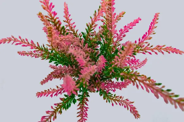 屋内ポット花瓶と植物は装飾的な3Dをモックアップします ストック画像