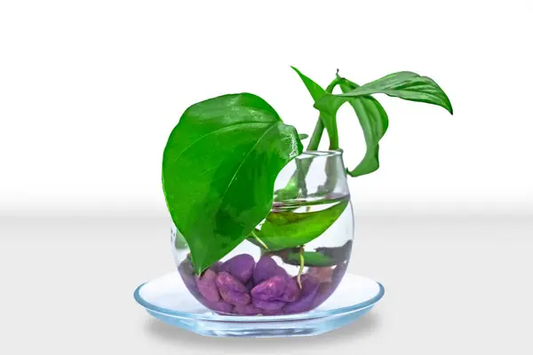屋内ポット花瓶と植物は装飾的な3Dをモックアップします ストックフォト