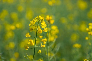 Sarı Hardal Tarlası Çiftliği ve Hardal Çiçekleri Tecavüz Tohumu Yağı Çiftliği