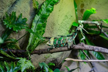 Yeşil Turuncu Kırmızı Kahverengi Bukalemun Kertenkelesi Vahşi Ormanda 