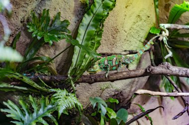 Yeşil Turuncu Kırmızı Kahverengi Bukalemun Kertenkelesi Vahşi Ormanda 