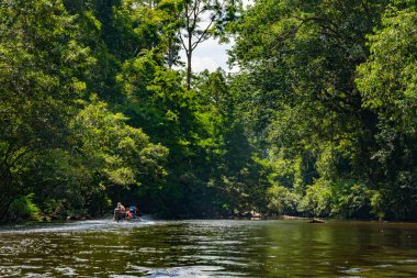 Tahan Nehri ve Taman Negara Ulusal Parkı Yeşil Orman Doğası, Malezya