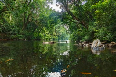 Tahan Nehri ve Taman Negara Ulusal Parkı Yeşil Orman Doğası, Malezya