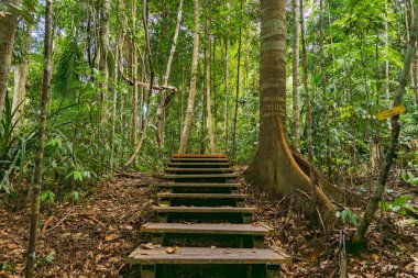 Taman Negara Ulusal Park Ormanı, Malezya 'daki Tahta Yürüyüş Yolu ve Kulübesi