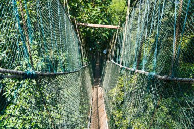 Taman Negara Ulusal Parkı 'ndaki Tepe Yolu, Malezya