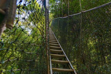 Taman Negara Ulusal Parkı 'ndaki Tepe Yolu, Malezya