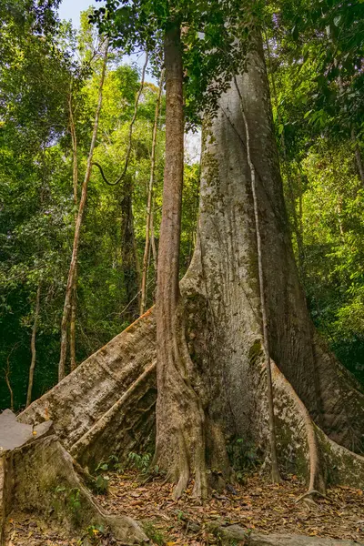 stock image Huge Tualang Tree 130 million year old tree in Taman Negara National Park