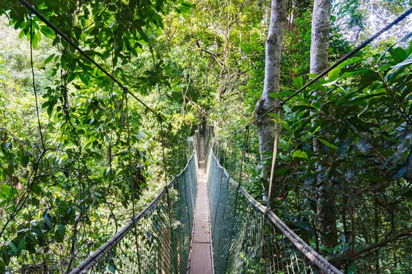Taman Negara Ulusal Parkı 'ndaki Tepe Yolu, Malezya