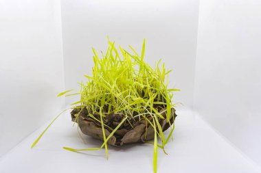 Arpa Çimi Jamara 'yı Hindu Dashain Dusshera Festivali için Yaprak Kasesi Tabağı' nda tohumladı