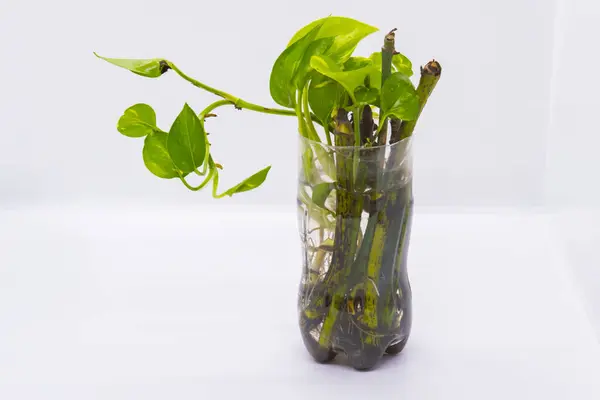 stock image Money plant leaves growing out of a plastic bottle isolated png in white background