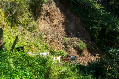 Hiking in the Shivapuri National Park of Kathmandu Nepal Natural Flora Landscapes of Tarebhir with goats and herd in distant clipart