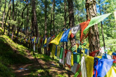 Doğa ve piknik manzarası