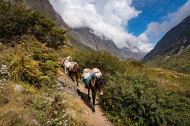 Langtang Village, Nepal - 15 Ekim 2024: Nepal 'in Langtang bölgesinde yürüyüşçülerin ağırlığı ve köy kaynaklarını taşıyan eşekler