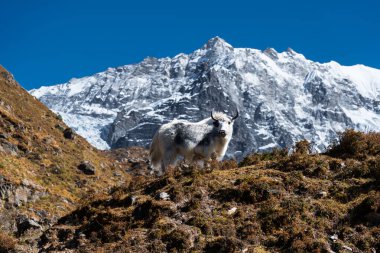 A white and Black Yak standing on top of a hill in the Himalayan Mountains of Nepal  clipart