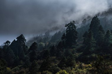 Bulutlu Orman ve Foggy Hill Manzaraları Nepal 'in Yukarı Syafru' sundan Laurebina 'ya gidiyor.