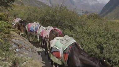 Langtang Köyü, Nepal - 25 Ekim 2024: Himalaya dağlarında yük taşıyan eşekler ve katırlar