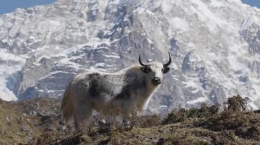 Langtang, Nepal 'deki Himalayalar' da uzun, karlı dağlarda ve engebeli arazide duran büyük beyaz bir Yak İneği.