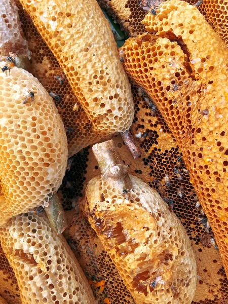 Image Bees Hive Close — Stock Photo, Image