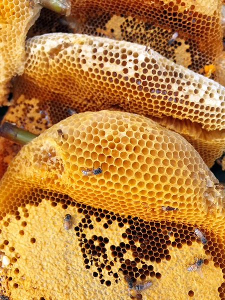 Zbliżenie Wizerunek Plastra Miodu Pszczołami Pasiece — Zdjęcie stockowe